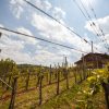 https://podravinaprigorjebike.com/wp-content/uploads/2017/12/Vinarija-Šimunić-4-100x100.jpg
