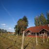 https://podravinaprigorjebike.com/wp-content/uploads/2017/12/Vinarija-Šipek-3-100x100.jpg